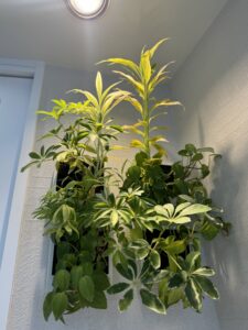 植物